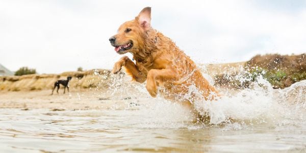 Dogs drinking hot sale river water